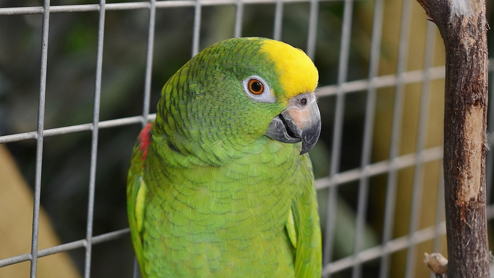 amazonianamatsoni häkissä