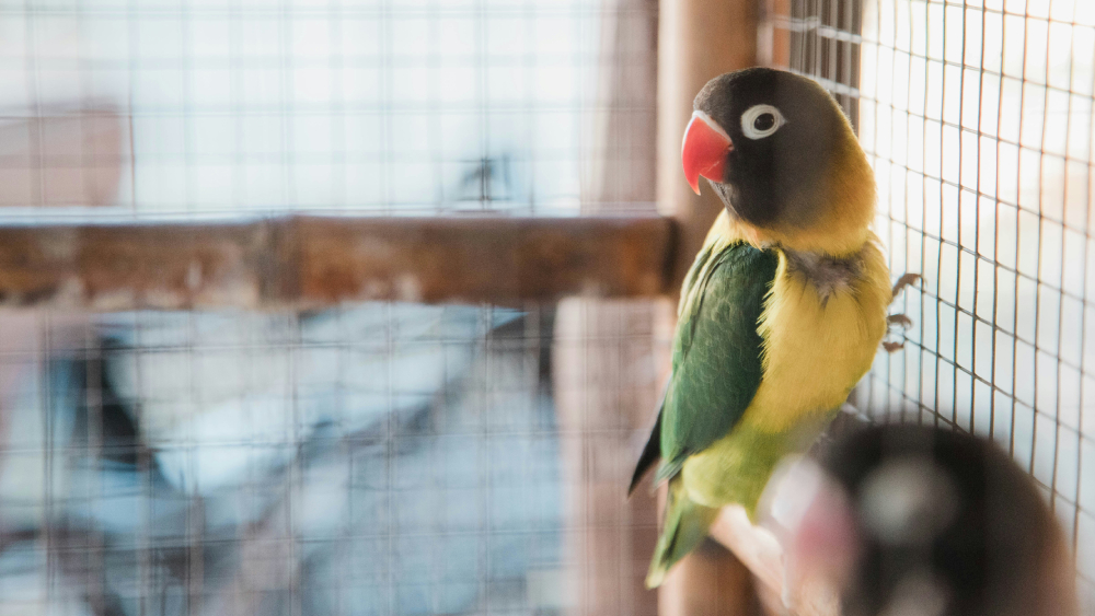 rakkauspapukaija / naamiokaijanen