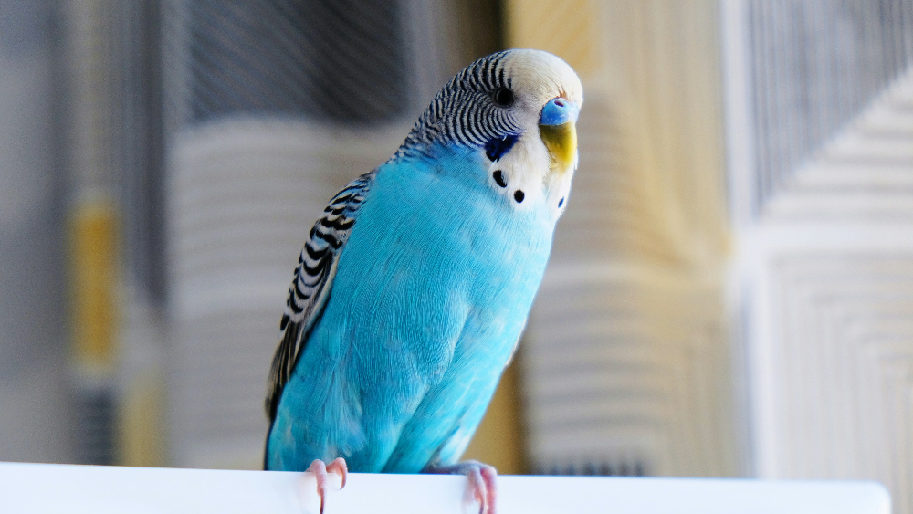 Undulaatti vapaana häkistä